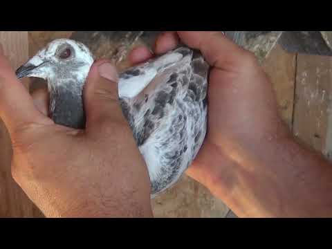 Columbofil dl Ioja Daniel Dambovita Romania derby pui porumbei Salonic 540 km 23 sept 2025 part 2