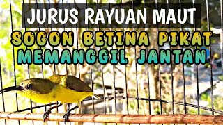 Download lagu SOGON BETINA PIKAT MEMANGGIL JANTAN ‼️ PANCINGAN SOGON AGAR CEPAT BUNYI DAN NAIK BIRAHI mp3 Download lagu SOGON BETINA PIKAT MEMANGGIL JANTAN ‼️ PANCINGAN SOGON AGAR CEPAT BUNYI DAN NAIK BIRAHI mp3