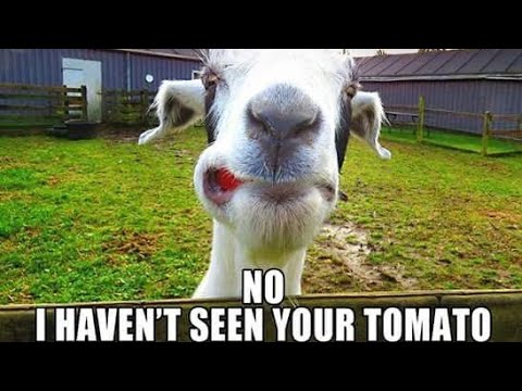 Best of Fainting Goats - goat - Funny Goats Videos 2020 - Advance Ideas