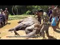 Main Sama Orangutan Dan Mandi Lumpur Bareng Gajah TAU GAK SIH 09 12 20