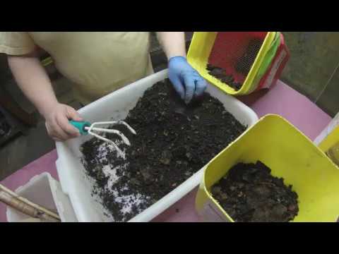 Split 1 of 3 bins at day-75