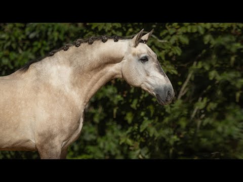 Horse for Sale |  Exciting 5YO Lusitano - piro free dressage prospect  (REF#739)