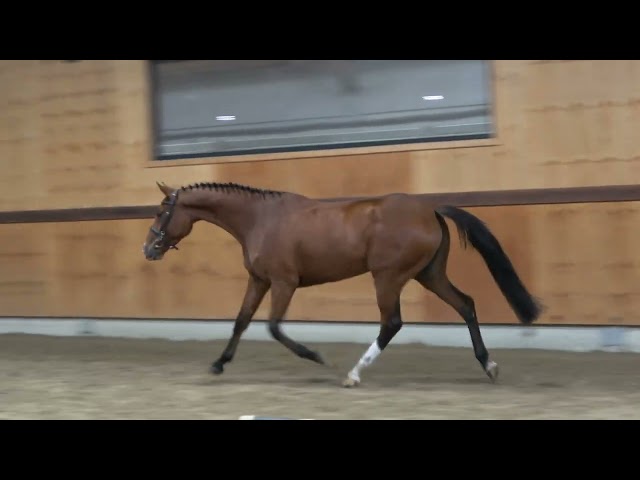 gaits
