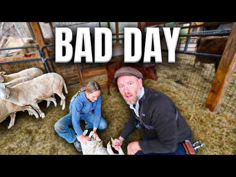 Rhodes' Lamb Castration Day: Homestead Flock Management
