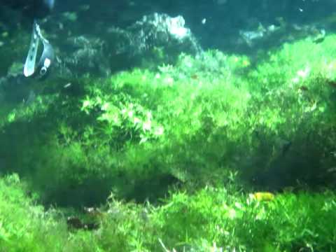 メラノスクス ニジェール