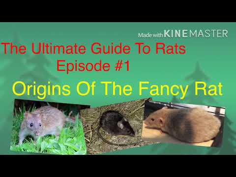 Ultimate Guide To Rats #1: Orgins of The Fancy Rat