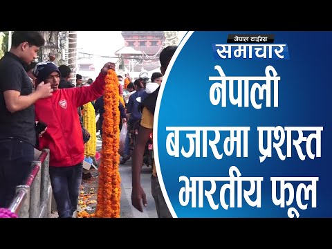 नेपाली बजारमा प्रशस्त भारतीय फूल|| Nepal Times