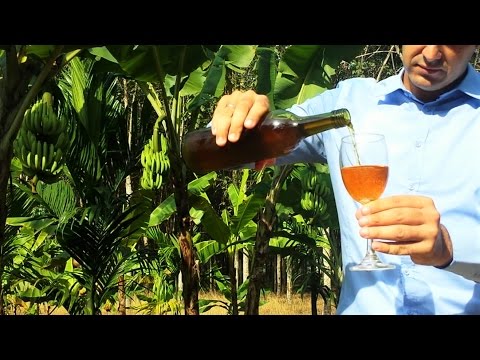 download lagu mp3 mp4 Banana Wine Recipe, download lagu Banana Wine Recipe gratis, unduh video klip Banana Wine Recipe