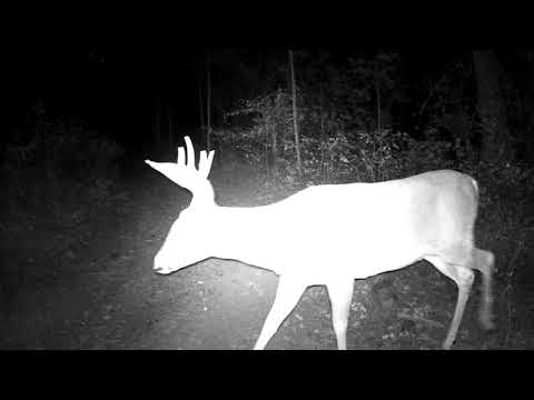 Wildlife Wednesday : Buck, Coyote, Deer, & Family of Turkeys in the Forest