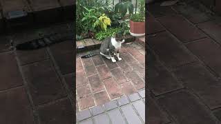 我が家に入ろうとする野良猫　#ショート #shorts