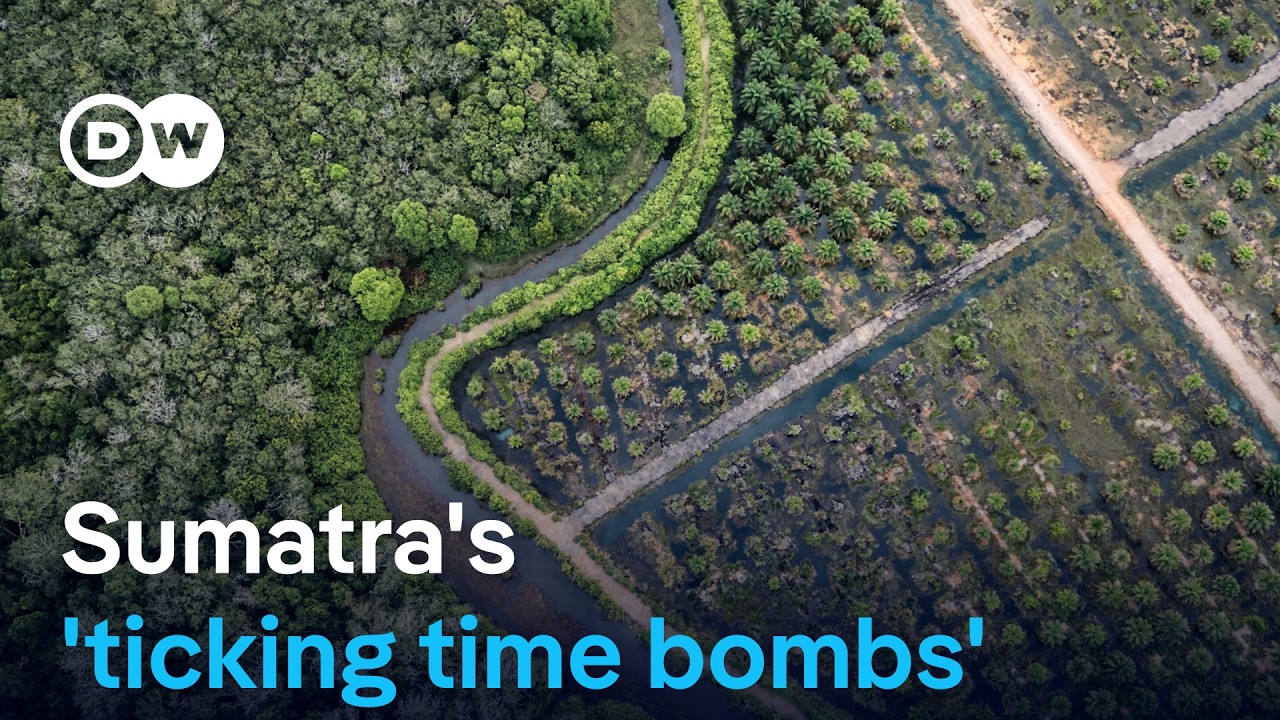 Why deforestation and monocultures are to blame for the scale of Sumatra's flooding | DW News
