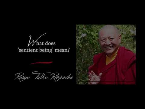 42. What is a sentient being? | Answers for Beginners | Ringu Tulku Rinpoche