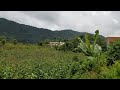 Marimba Voz del Quetzal