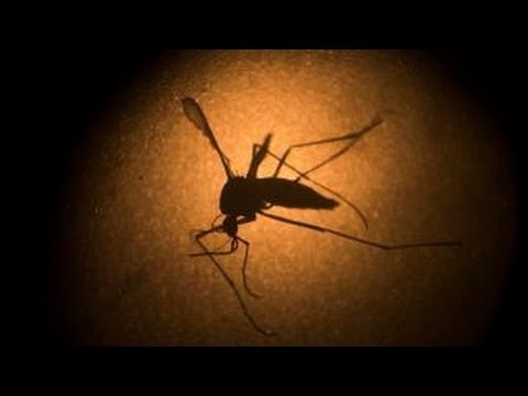 Are the fears over Zika valid?