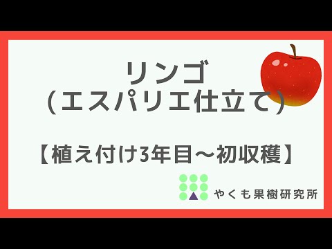 家庭菜園に最適なリンゴの品種 植物
