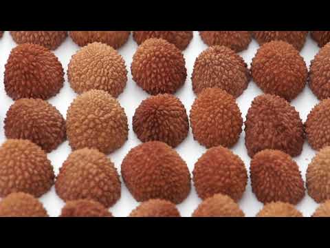 Janusz Janczy STRUKTURA BIELI