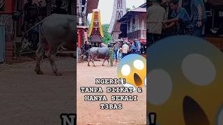 Download lagu Cara Penyembelihan Kerbau Toraja|Ma'Tinggoro Tedong|Ritual Adat Toraja,Indonesia#buffalo #tradition mp3
