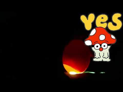 MEGA spannend ! Die erste eigene Nachzucht - schieren Tag 7