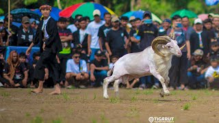 Download lagu RECAP OF THE GARUT SHEPHERD CONTEST 2023 || PLP, Andes, Cimalaka, Sawala Exhibition mp3