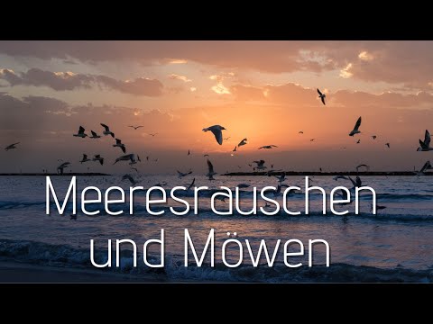 Meeresrauschen und Möwen | Sanftes rauschen der Wellen zum entspannen und einschlafen