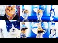 OMG So Cute Cat Super Dance Funny Cat Whatsapp Status Video Extreme Cute Video Super Dance