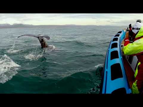 Talk of the Town: Húsavík