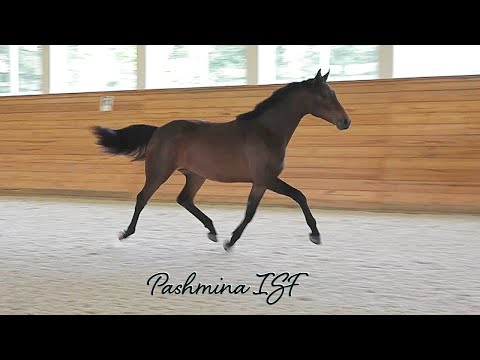 Pashmina ISF, by Sir Sinclair  - ISF Developing Dressage Horse - May 2022