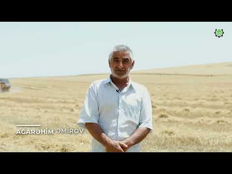 Göyçay taxıl biçini 2022