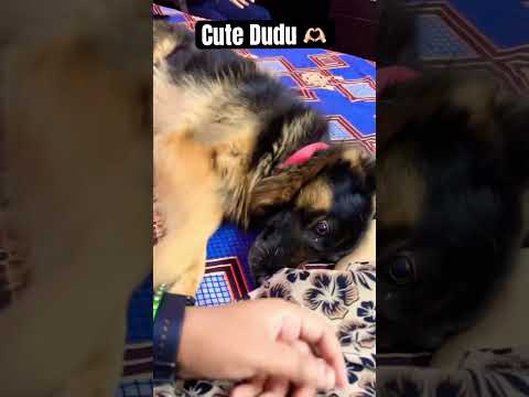 My favourite Dudu 🫶🏻🫶🏻 #dogs #shorts #pratyakshalife