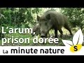 Ep. 11. : L'ARUM, PRISON DORÉE