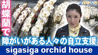 胡蝶蘭で障がいがある人々の自立支援を行う『sigasiga orchid house』【滋賀経済NOW】2023年9月2日放送