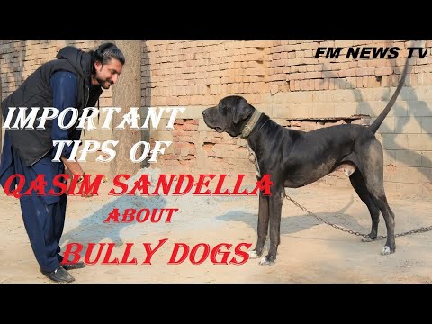 Pakistani Famous Shikari Qasim Sandella Tips About  Bully Kutta 2022 By @FM NEWS TV HD