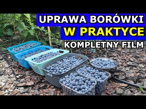 Uprawa Borówki amerykańskiej W PRAKTYCE. TYSIĄCE OWOCÓW NA 1 KRZAK. 2018-2023. Jak uprawiać Borówkę.