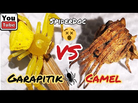 Subscribers Request: GARAPITIK vs CAMEL Spider. Gagambang Anti-Garapitik. Spider Fight.