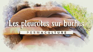 Comment faire sa culture de pleurotes sur bûches #kitchampignons