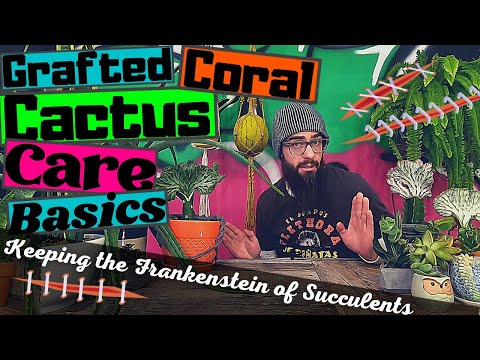 , title : 'GRAFTED CORAL CACTUS CARE BASICS | How to Keep Crested Euphorbia lactea AKA Frankenstein Succulent'