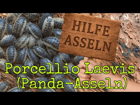 NANO-ASSELN SO WEIT DAS AUGE REICHT!!! (Panda-Assel Haltung)
