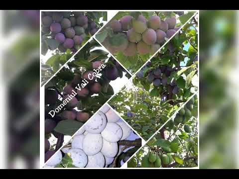 Domeniul Vali Cobra- Prune de Leleasca Olt 0734836973