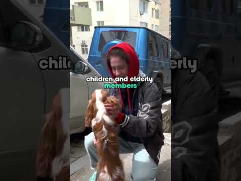 Top 3 Easy Going Dog Breeds #shorts