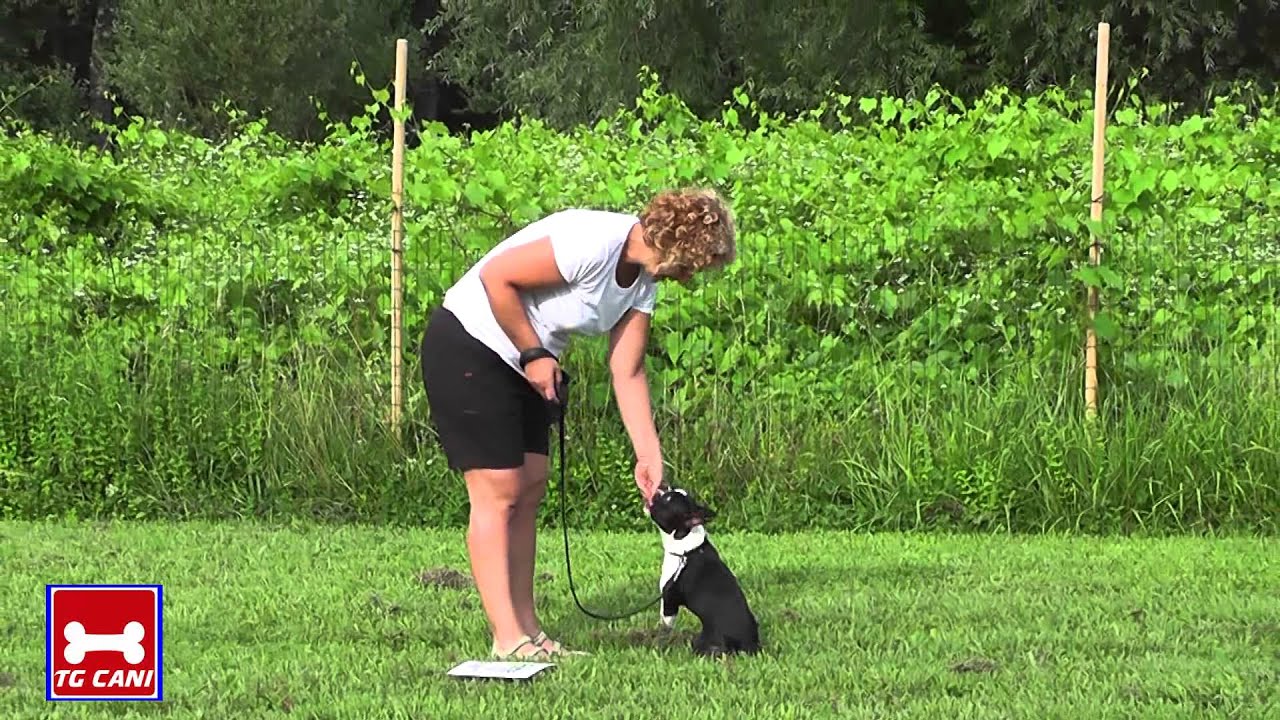 Che cos'è la Rally Obedience?