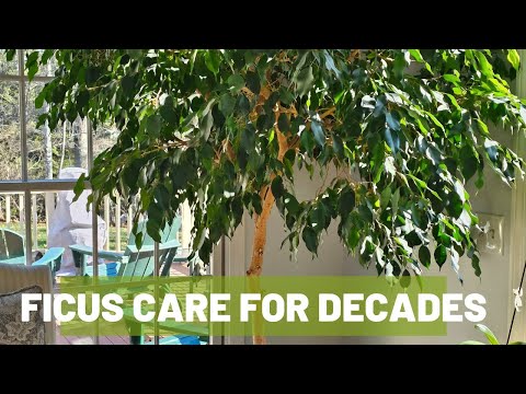 How to Grow a Ficus Tree Indoors for Decades: The Basics