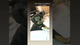 Chiweenie Puppies Videos