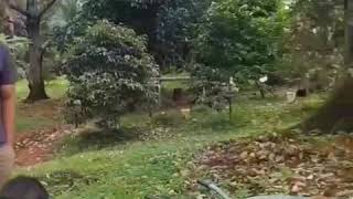 preview picture of video 'Musim hujan buah durian banyak rusak'
