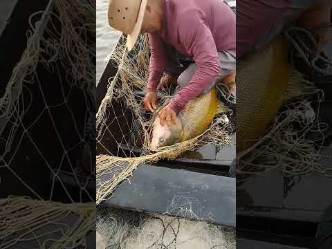 Esse tambaqui, pescado no Rio Amazonas, Urucurituba Velho