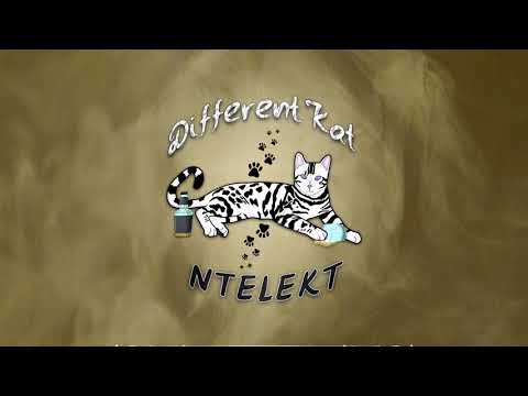 NTELEKT  - Different Kat (Prod. Jack Of Trade) @NTELEKT