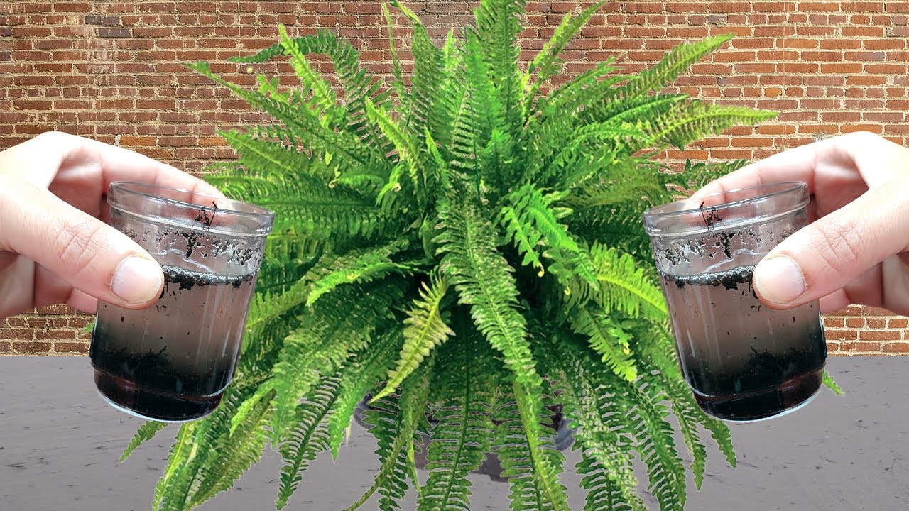 JUST 1 CUP MAKES FERN EXPLODE FROM GROWING SO MUCH (YEAR ROUND)
