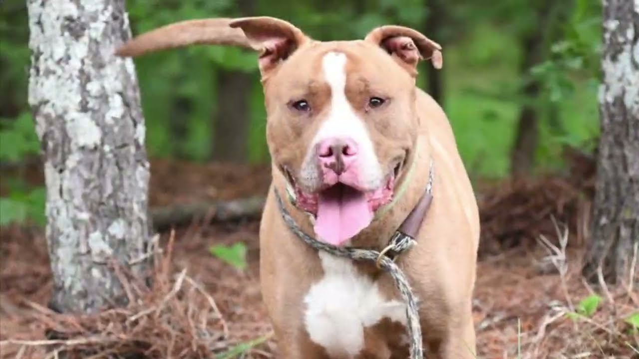Enlarge Dracko, a ADOPTABLE mixed breed in Monroe, GA video 3/6