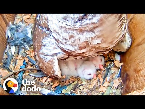 Watch These Baby Owls Hatch and Learn to Fly | The Dodo