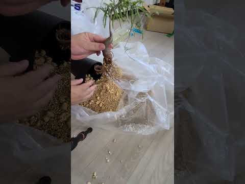 鉢植えの地中海植物：テラスまたはバルコニーで育てるにはどの種が適していますか？  庭園