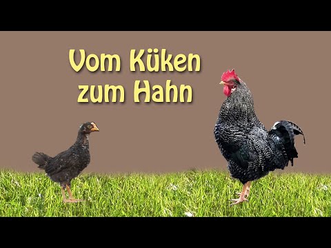 Flattermaxe - vom Küken zum Hahn